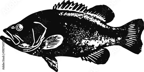 Black bass fish illustration freshwater game fish detailed side view with fins and scales