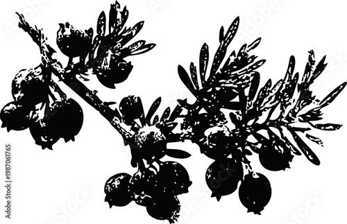 Black silhouette of olive branch with leaves and fruit natural botanical vector illustration of mediterranean plant