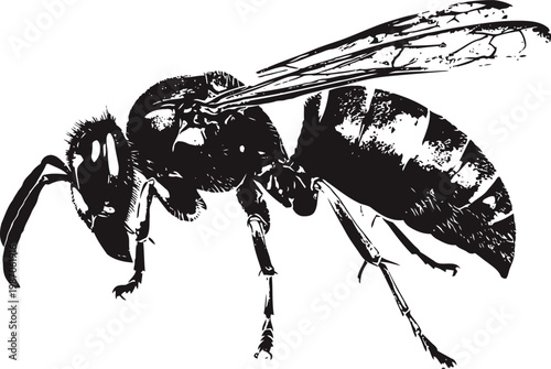 wasp detailed close up illustration in black and white view with wings and segmented body