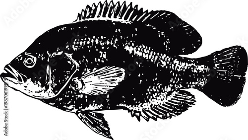 Black bass fish illustration freshwater gamefish with spiny dorsal fin vintage aquatic animal drawing