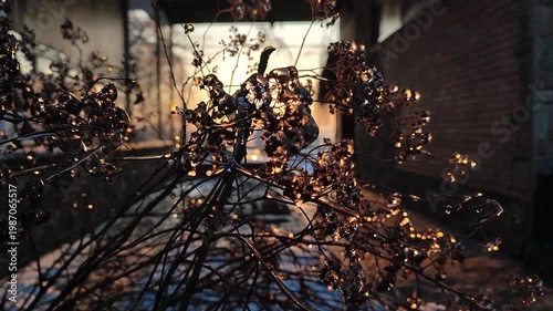 Bush covered with ice which beautifully illuminated by setting sun. An ice-covered silhouette bush beautifully illuminated by setting sun. Winter view. Snow, frost. Nature backdrop. Natural background