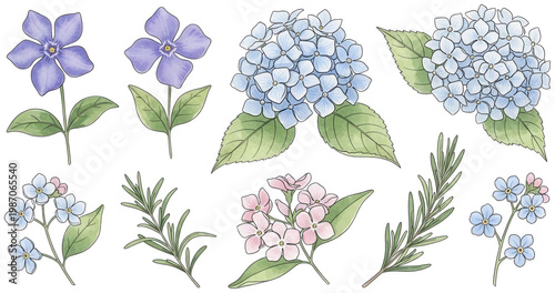 Blue hydrangea png Purple periwinkle cutout Botanical flower png Watercolor flora cutout Green rosemary png Floral bouquet cutout Soft blossom png Garden herb isolated transparent background image