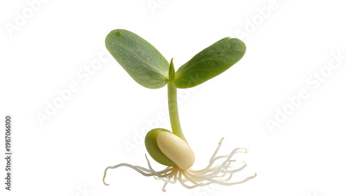 Cuadro en lienzo Green seedling with cotyledon and root system, isolated on transparent backgroun