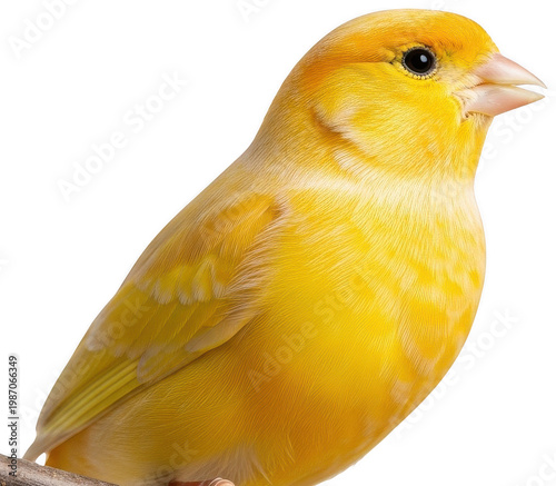 Bright canary png Yellow bird cutout Small finch png Little songbird cutout Vibrant avian png Domestic pet cutout Exotic creature png Serene wildlife cutout isolated transparent background image