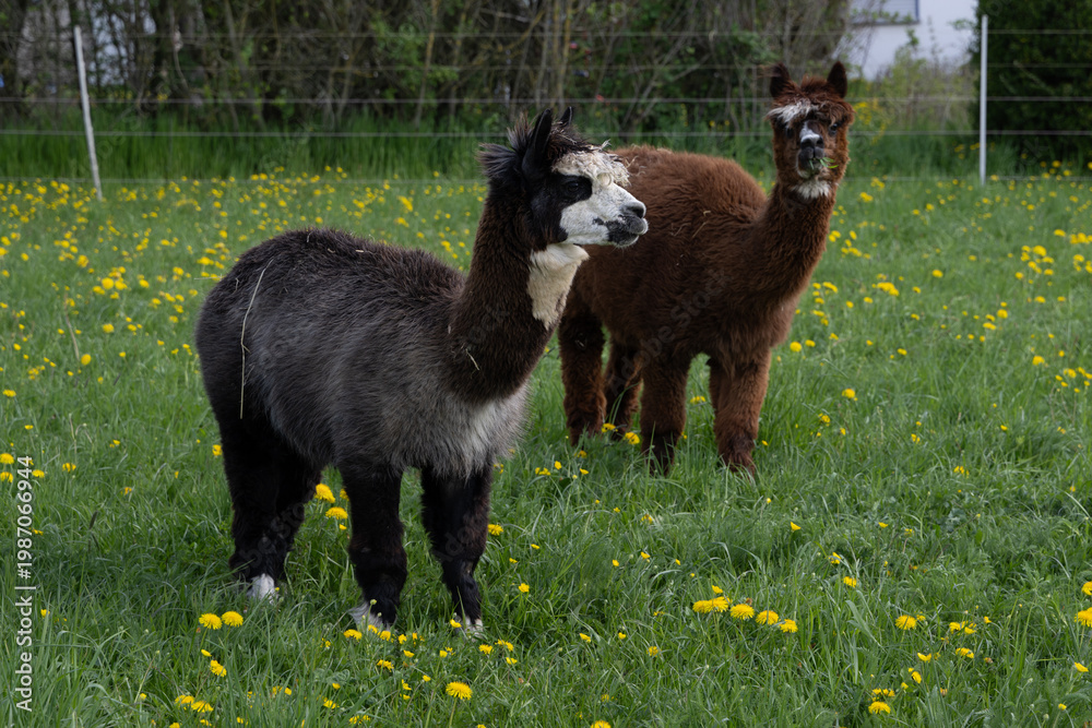 Fototapeta premium alpaka tier natur lama