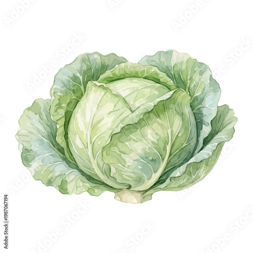 Fresh green cabbage isolated on white background, hand drawn leafy vegetable illustration｜白背景に配置された新鮮なキャベツの手描き風イラスト