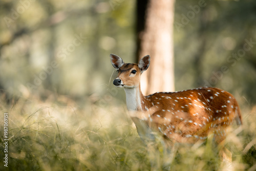 Schilderij op canvas A graceful close-up of a spotted axis deer in the wild, highlighting its delicate features and distinctive white-spotted coat