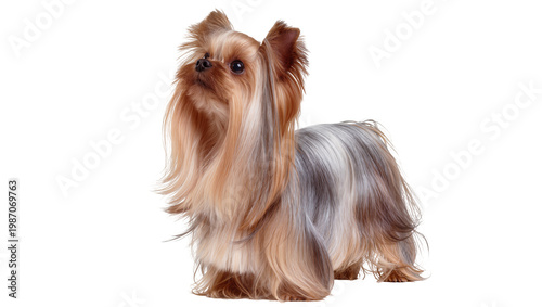 Fotografi Small Yorkshire Terrier dog with long silky fur, isolated on transparent backgro