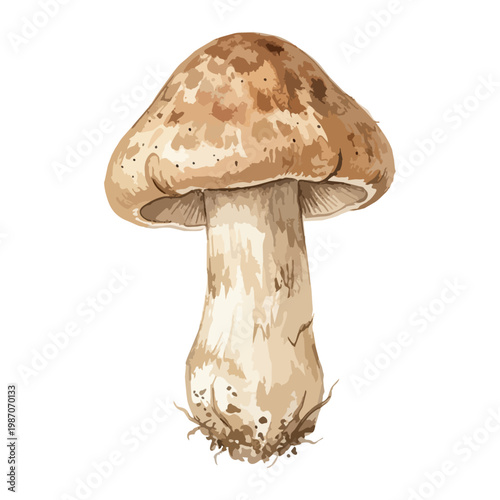 Matsutake mushroom isolated on white background, hand drawn premium edible fungi illustration｜白背景に配置された松茸の手描き風高級きのこイラスト