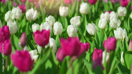 Pink Tulip Macro Focus Pull to White Flowers Background. Smooth focus pull from a close-up pink tulip to a field of white flowers. Spring garden, soft lighting, shallow depth of field.