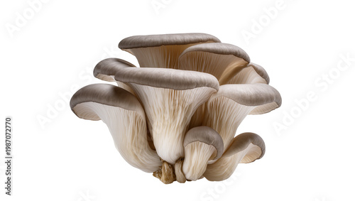 Photography Cluster of grey oyster mushrooms with delicate gills, isolated on transparent ba