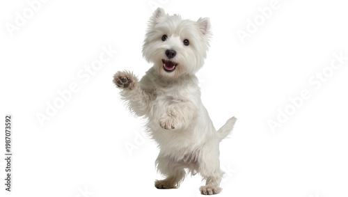 Obraz na płótnie Playful West Highland White Terrier dog standing on hind legs, isolated on trans