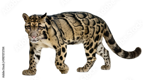Clouded leopard with distinctive cloud-like markings, isolated on transparent background