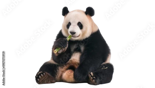 Fototapeta na wymiar Fluffy giant panda eating green bamboo stalk, isolated on transparent background