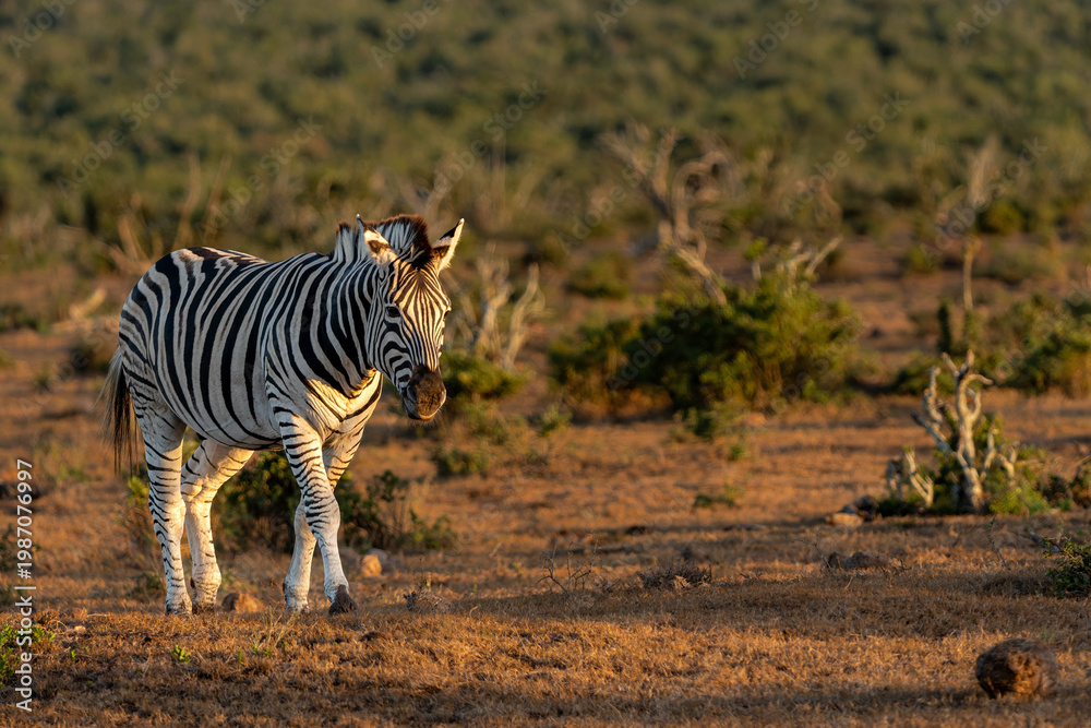 Fototapeta premium Zebra walking and hanging around in the Addo Elephant National Park in South Africa