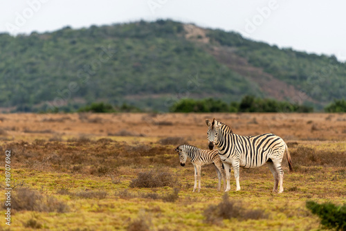 Zebra walking and hanging around in the Addo Elephant National Park in South Africa