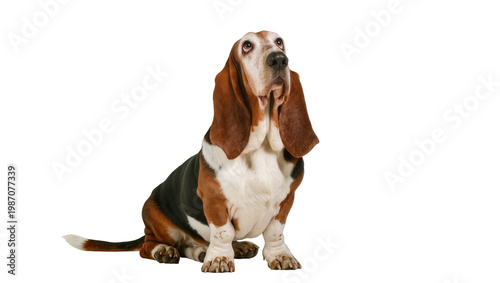 Fotografía Tri-color Basset Hound dog sitting attentively, isolated on transparent backgrou
