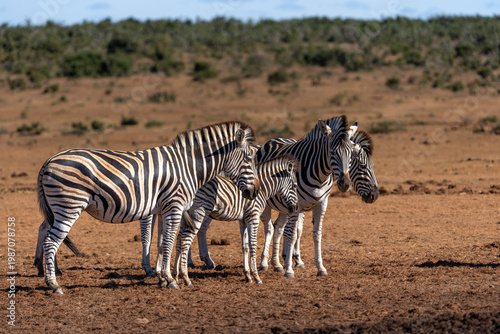 Zebra walking and hanging around in the Addo Elephant National Park in South Africa