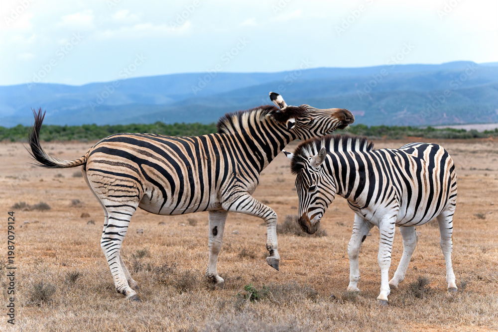 Fototapeta premium Zebra walking and hanging around in the Addo Elephant National Park in South Africa