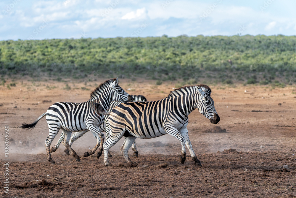 Fototapeta premium Zebra walking and hanging around in the Addo Elephant National Park in South Africa