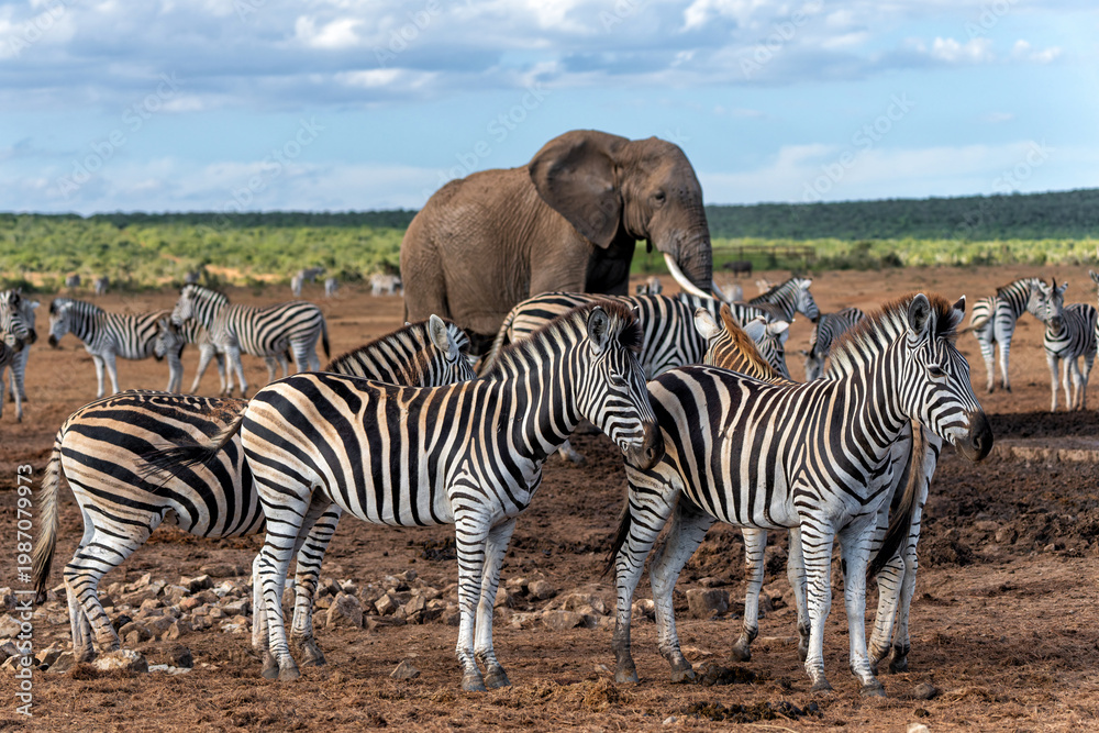 Fototapeta premium Zebra walking and hanging around in the Addo Elephant National Park in South Africa