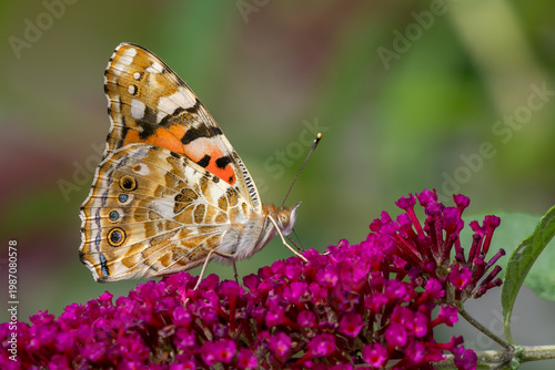 Bild auf Leinwand Painted Lady butterfly - Vanessa cardui, beautiful colored butterfly from European meadows and grasslands, Zlin, Czech Republic
