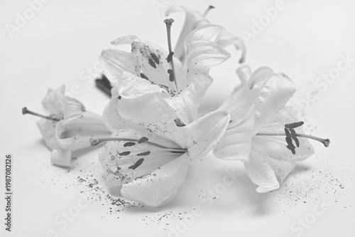 Quadro su tela Black and white image of lily flowers close-up