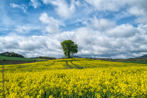 arbre seul au milieu d'un champs de colza