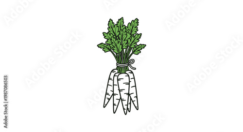 Fresh White Radish Vegetable.