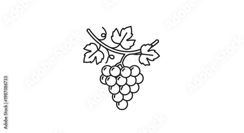 Grapes on vine branch drawing.