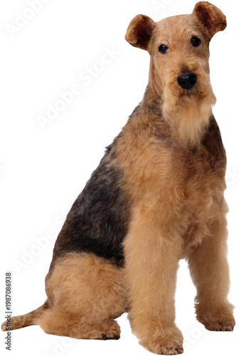 A dog sits on the ground looking directly at the camera.