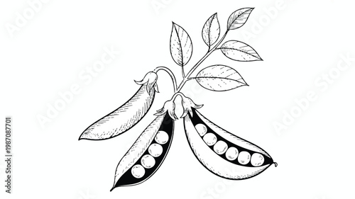 Black and white line drawing of peas in pods with leaves