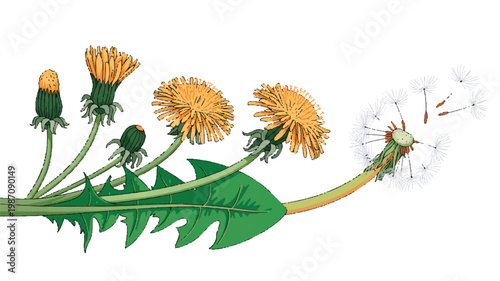 Dandelion flower plant stages from bud to seed dispersal in one illustration