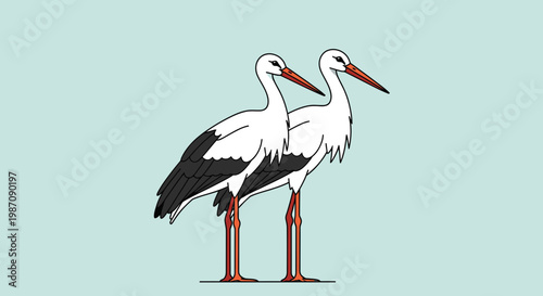 Two white storks standing together.