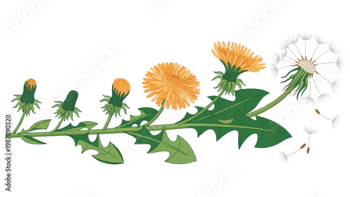 Dandelion flower plant with green leaves and seeds spreading in the wind