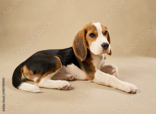The relaxed puppy rests with paws forward, turning head to the left.