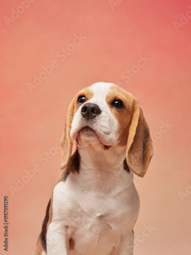 A beagle looks up attentively on a gradient backdrop, showcasing its alert and curious personality. The soft tones enhance the scene's calm and composed feel.