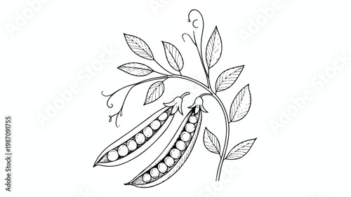 pea pods on a vine with leaves  a botanical illustration