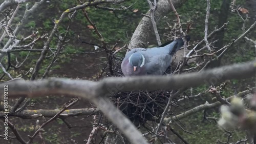 Dove sitting on nest with eggs tree branches bird incubation wildlife closeup nature