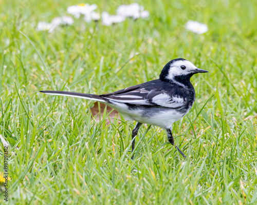 Obraz na plátne Britishwild bird. Pied wagtail walking on the lawn.
