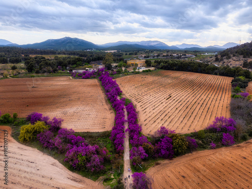 Fotografie Aerial view of the Paseo del Amor (Love Walk) in Bullas, Region of Murcia, Spain