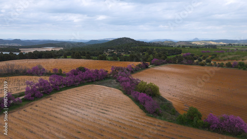Принти на полотні Aerial view of the Paseo del Amor (Love Walk) in Bullas, Region of Murcia, Spain