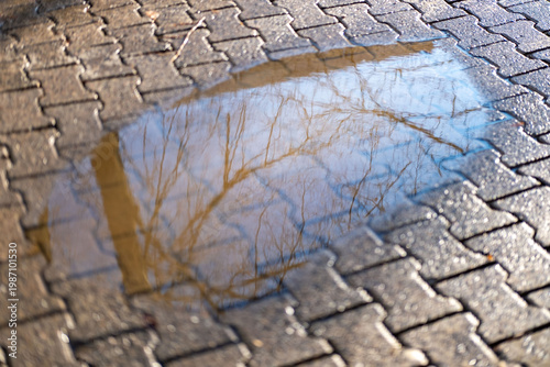 Fotografía Rain puddle on cobblestone pavement reflecting trees, capturing urban nature and
