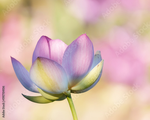 Sacred Lotus flower with pastel colors in the background 