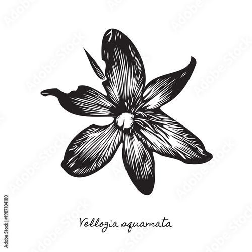 traditional canela de ema flower linocut art, brazilian woodcut illustration