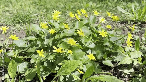 Vibrant Yellow Spring Celandine Flower Blooming in Spring Garden	