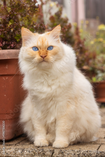 Full size portrait of a flame-point Sacred Birman cat sitting next to pots in a garden