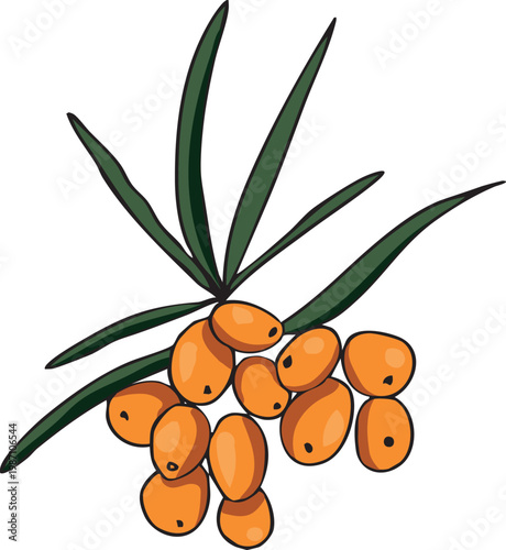 Sea buckthorn branch with orange berries and green leaves, hand drawn vector illustration. Ideal for natural food, cosmetics, and wellness packaging design.