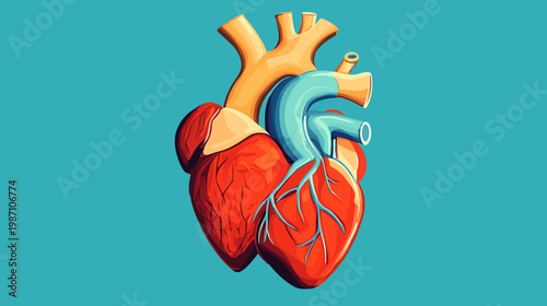 Colorful illustrated human heart anatomy on a teal background. Depicts arteries, veins, and chambers