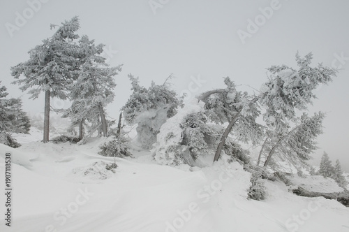 Picturesque frozen trees on top of Big Nurgush mountain ridge in winter, national park Zuratkul, South Ural, Russia